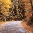 Road With Fall Leaves