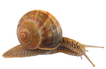 New and Notes - The Snail Express
