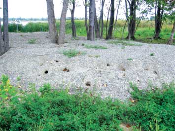 Cleanup Duty - Golder had to relocate a turtle colony nesting site