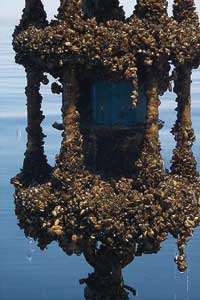 virtual ballast - Invasive Species