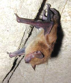 Computing - Engineers are studying bat sonar