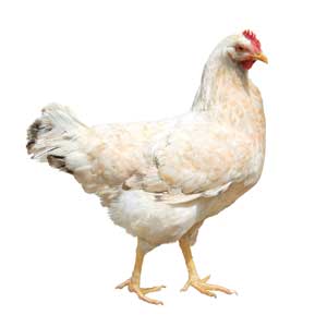 News & Notes - A rooster