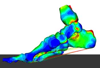 Amazing Analyses - FEA of a foot