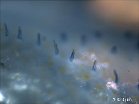 News and Notes - Tiny hairs guide a blind fish