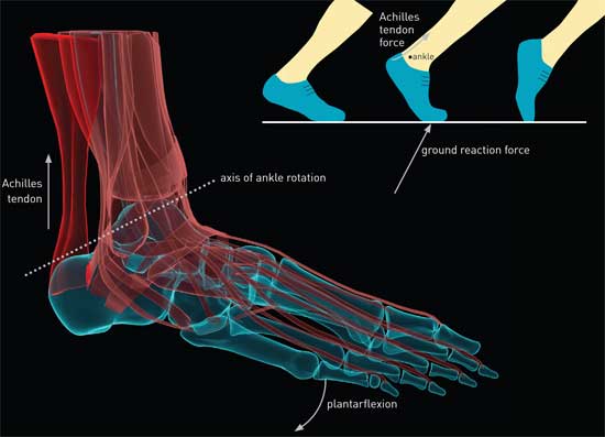 The Sprinter’s Foot - A sprinter’s foot during push-off