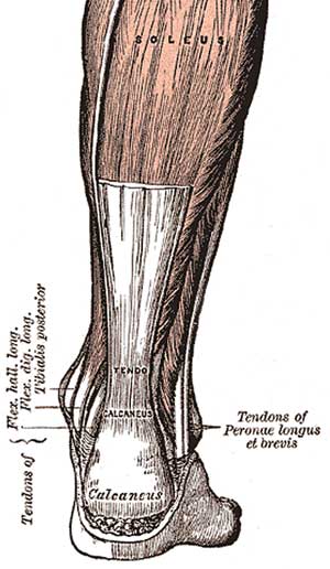 The Sprinter’s Foot - Achilles diagram