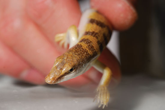 News and Notes - A sandfish