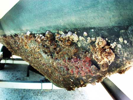 Grooming the Fleet - Marine life forms on the hulls of seagoing vessels