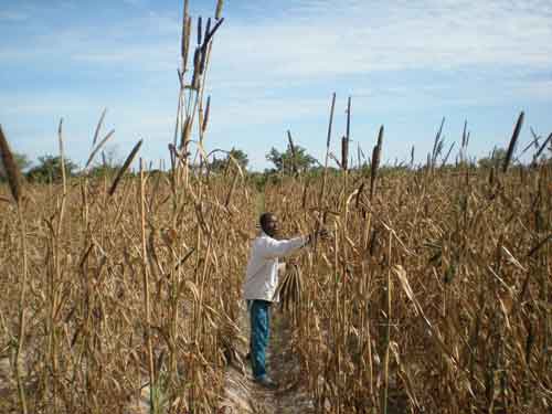 Tuning In - Pearl millet growing in an African field