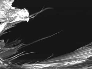 Carbon Super-Springs - Carbon nanotube fibers