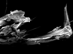 Carbon Super-Springs - Carbon nanotube fibers
