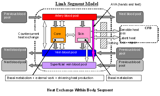 Heat Exchange Within Body Segment