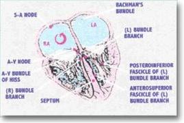 Bachman's Bundle